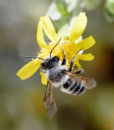 Réf. 239 622 : Megachile sp.